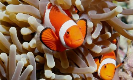 Tendências de mercado e os impactos ambientais associados à coleta de peixes ornamentais marinhos