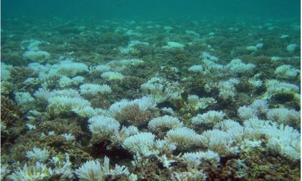 Medidas de mitigação dos impactos ambientais causados pela atividade extrativista de peixes ornamentais marinhos