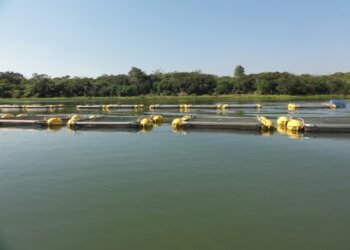 Estudos para a determinação da capacidade de suporte de cultivos de peixes em reservatórios.