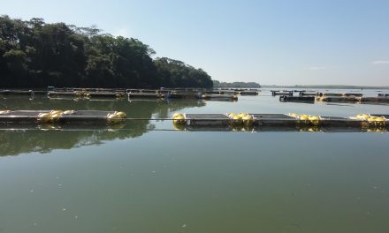 Uso de grandes reservatórios para a aquicultura