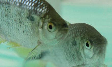 Utilização de peixes como bioindicadores