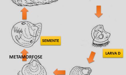 Investigando a presença de larvas de ostras na baía de Guaratuba