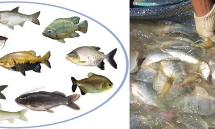 Produção Integrada na Aquicultura