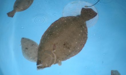 Parasitose em linguados cultivados em laboratório