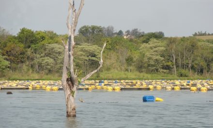 Más sobre la invasión silenciosa: especies exóticas marinas en el mar Caribe y el Golfo de Mexico
