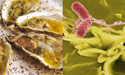 Segurança Alimentar: Contaminação de ostras por Salmonella sp.