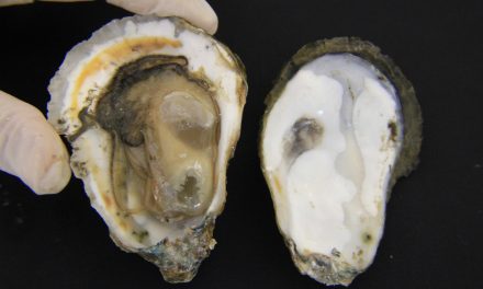 Profilaxia na Ostreicultura