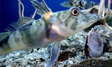 Adaptações de peixes a variações de temperatura
