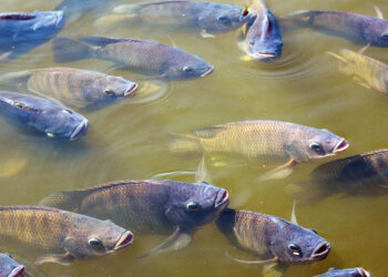 Tilápia do Nilo: Criação e cultivo em viveiros no estado do Paraná