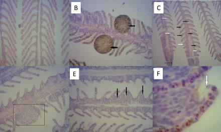 A histologia como ferramenta de análise em estudos de alterações branquiais em peixes