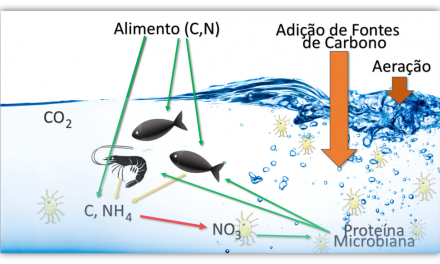 Sistemas de cultivo em meios heterotróficos (Bioflocos) – PARTE 2