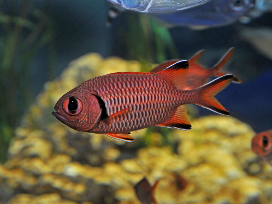 Piscicultura Ornamental Gia Grupo Integrado De Aquicultura E Estudos Ambientais