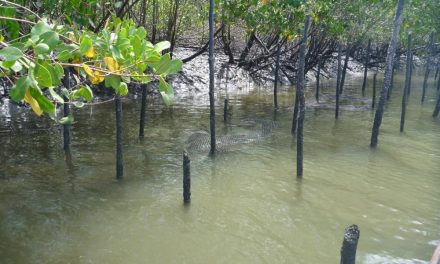 Influência da salinidade da água sobre o cultivo de ostras nativas