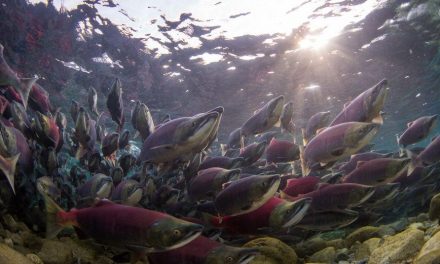 Ejemplos del Uso de Meta-Análisis en Acuicultura y Estudios Ambientales