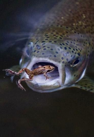 6-_Fig_Foto_salmon_eating_frog.jpg