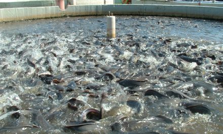 Conceitos Básicos para o Diagnóstico de Bem-Estar em Peixes de Produção