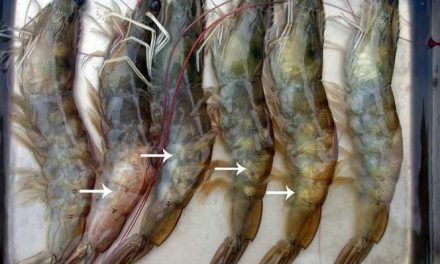 Estratégias para garantir a segurança alimentar na aquicultura – Parte 2