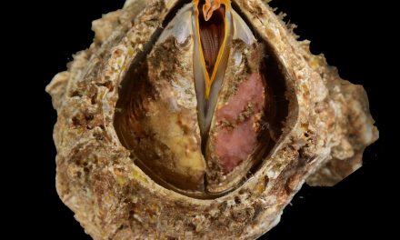 Características físicas e químicas dos rios amazônicos