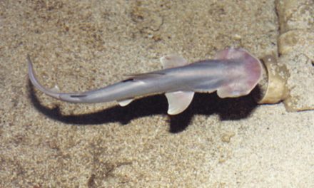 Partenogênese em peixes cartilaginosos