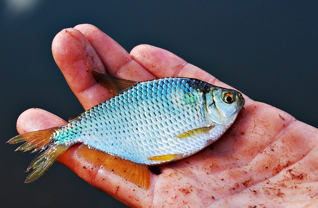 O lambari uma espécie promissora GIA Grupo Integrado de