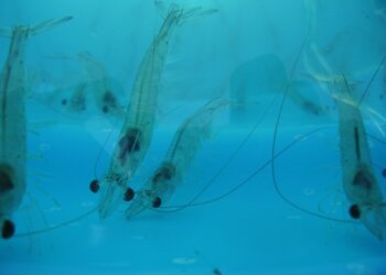 A produção integrada na carcinicultura brasileira