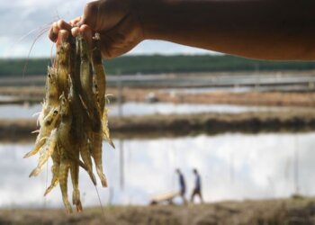 Ferramentas para o controle e prevenção de doenças na carcinicultura