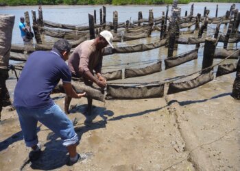 Perfil microbiológico de ostras cultivadas no Paraná e na região Nordeste