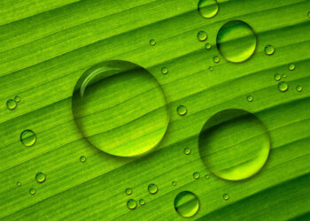 Agricultura familiar urbana e periurbana: fomento à irrigação e à sustentabilidade das pequenas propriedades.