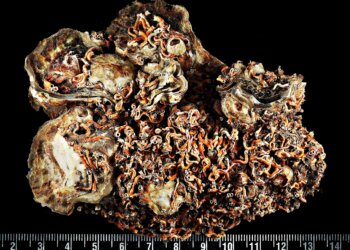 Métodos para reduzir o número de organismos sobre as conchas de ostras