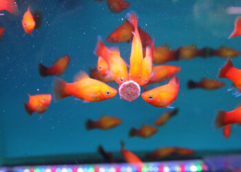 Sistemas de alimentação inteligentes na piscicultura