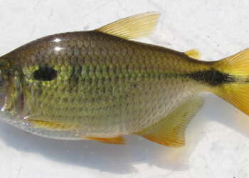 Efeitos da amônia em peixes neotropicais