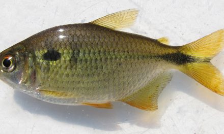 Efeitos da amônia em peixes neotropicais