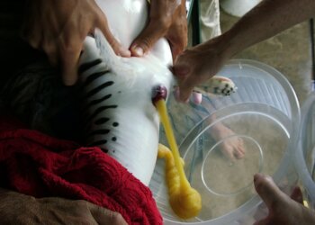 O fotoperíodo na reprodução de peixes