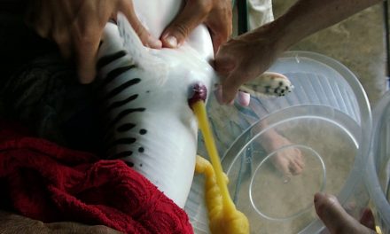 O fotoperíodo na reprodução de peixes