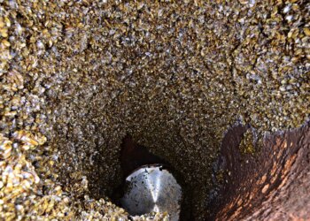 Ações e impactos dos principais métodos químicos utilizados no controle de moluscos bivalves incrustantes no mundo