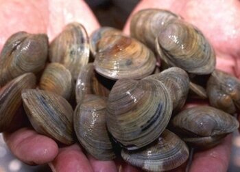 Resposta Imune Humoral de Moluscos Bivalves