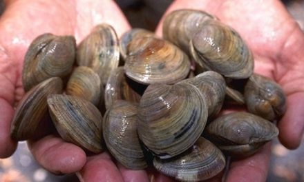 Resposta Imune Humoral de Moluscos Bivalves