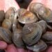 Resposta Imune Humoral de Moluscos Bivalves