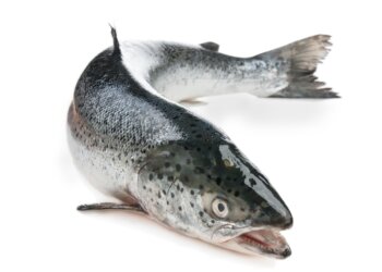 Estratégias para redução de infestações de piolho do mar (Lepeophtheirus salmonis) em cultivos de salmão