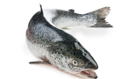 Estratégias para redução de infestações de piolho do mar (Lepeophtheirus salmonis) em cultivos de salmão