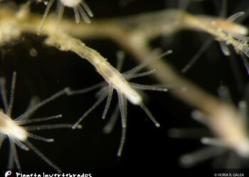 Cordylophora caspia: Um invasor incrustante