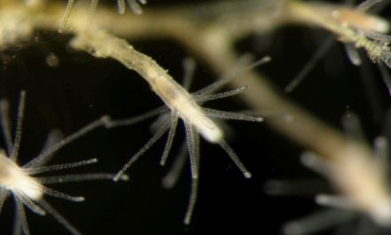 Cordylophora caspia: Um invasor incrustante