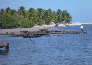 Comparação entre o perfil microbiológico de ostras cultivadas e comercializadas no Paraná e na região Nordeste do Brasil