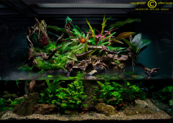 Extrativismo de peixes ornamentais