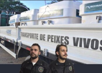 Transporte de Peixes Vivos para o Abate