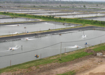 Análise da eficiência energética na carcinicultura integrada