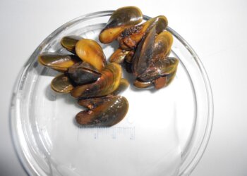 Dissertação: Fabricio Vidal – Uso de métodos químicos para controle do mexilhão-dourado