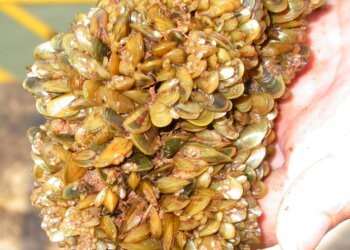 A problemática da bioincrustação em usinas hidrelétricas no Brasil.