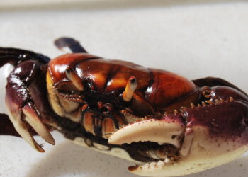 Efeitos das mudanças climáticas para os caranguejos