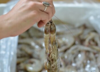 Tese: Nathieli Cozer – A produção integrada na carcinicultura brasileira